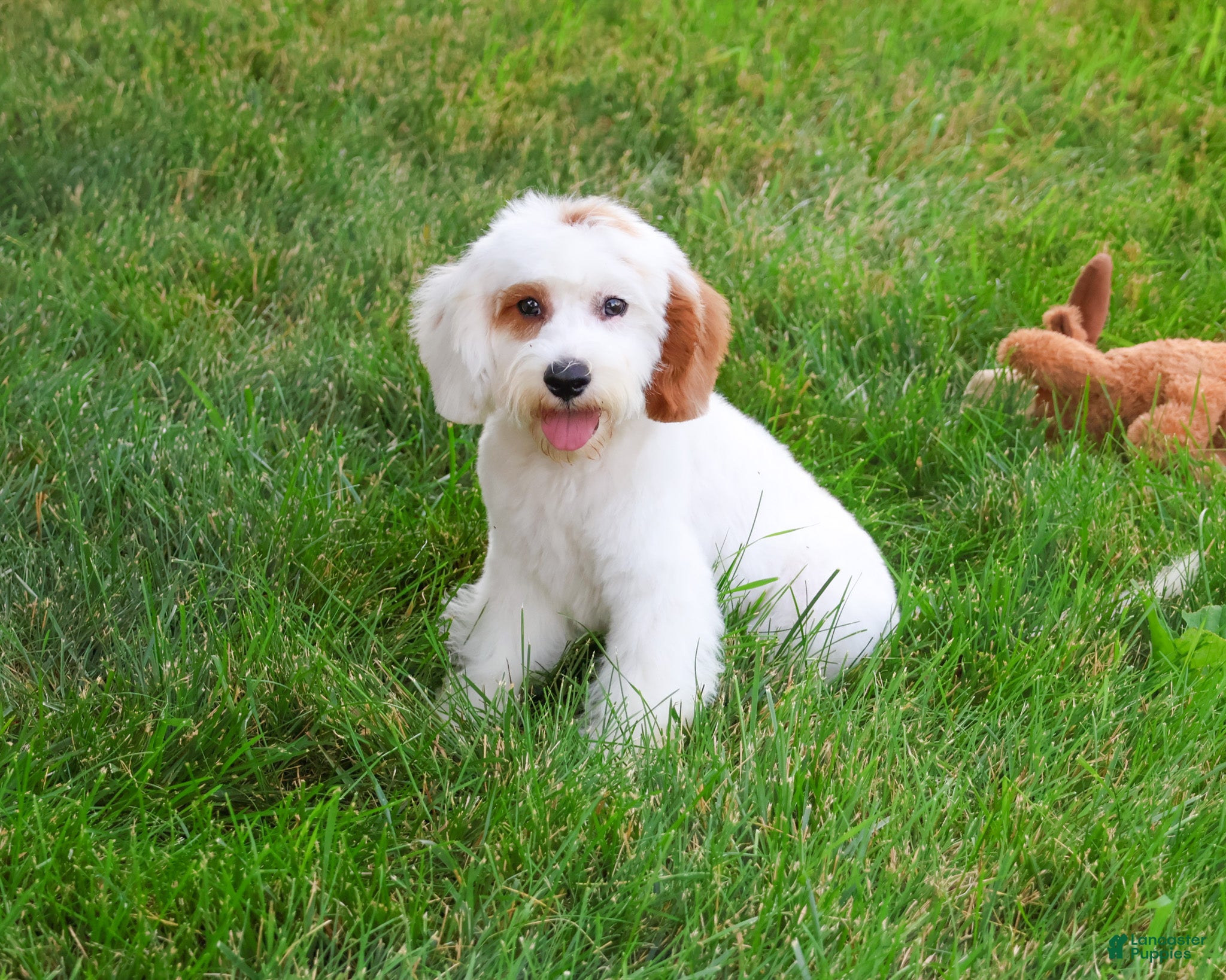 Cavapoo dogs Shiloh  - Ad 35