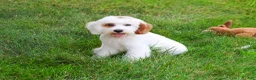 Cavapoo dogs for sale: Shiloh  - Ad 1