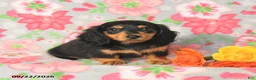 Miniature Dachshund dogs for sale: Rascal - Ad 2