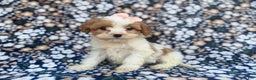 Cavapoo dogs for sale: Ruby - Ad 3