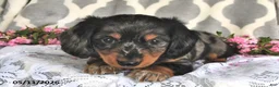Miniature Dachshund dogs for sale: Renae - Ad 1