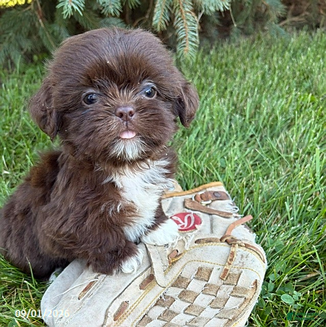 Shih Tzu dogs Lucy - Ad 2