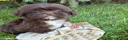 Shih Tzu dogs for sale: Lucy - Ad 2