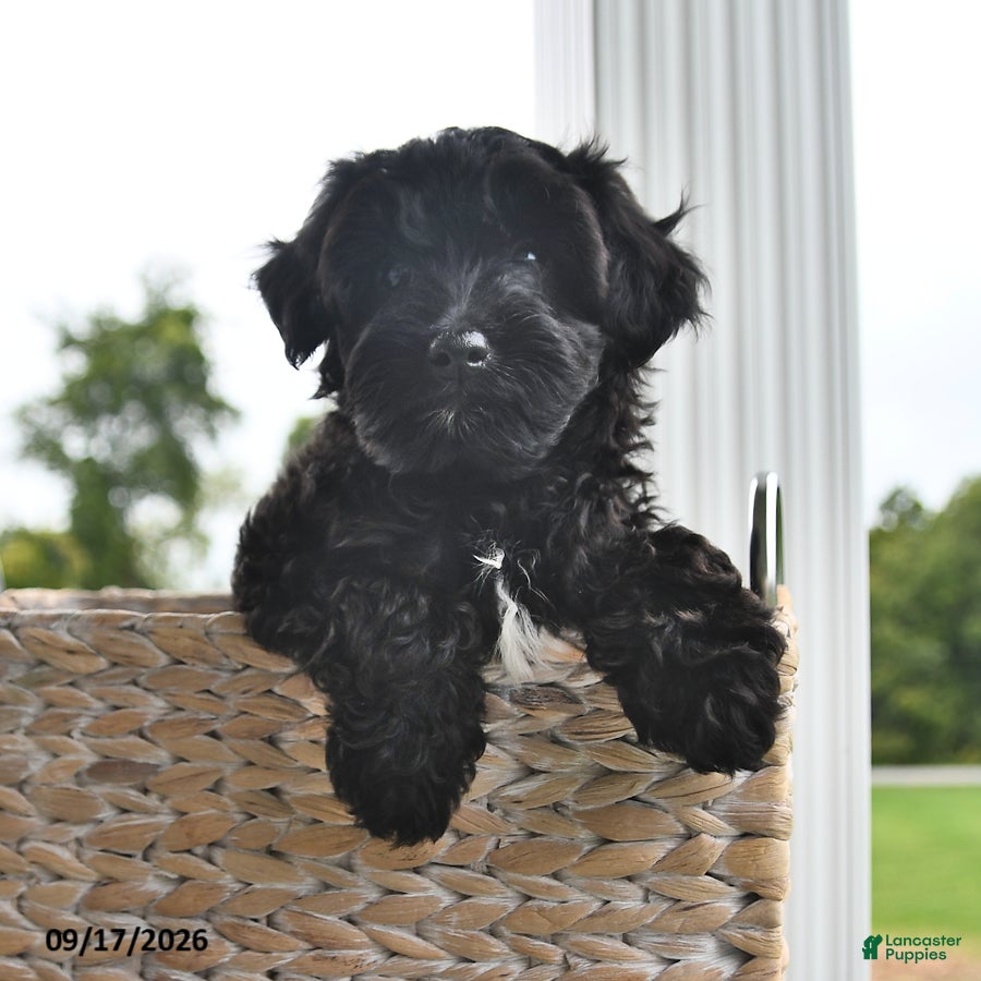 Morkie dogs Parker - Ad 2
