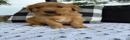 Golden Retriever dogs for sale: Bones - Ad 5