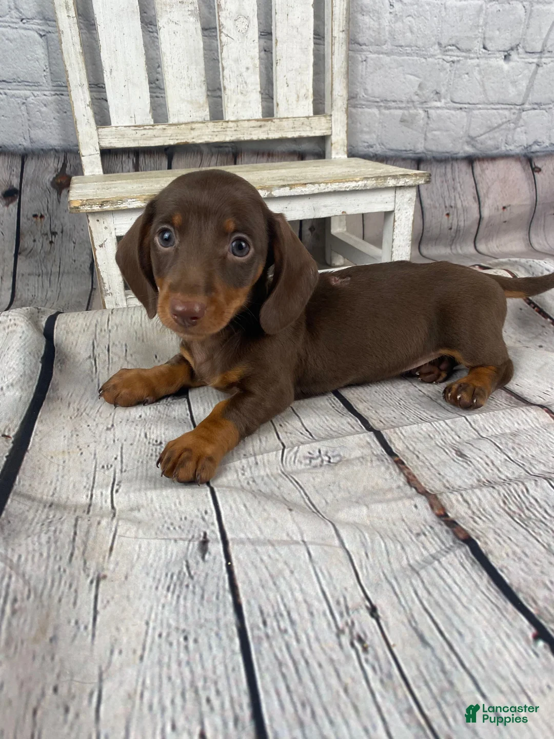Miniature Dachshund dogs for sale: Beau - Ad 12