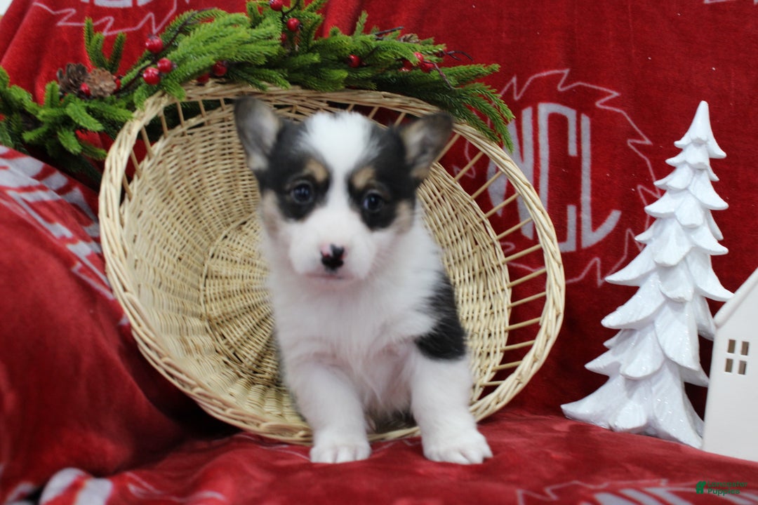 Welsh Corgi Pembroke dogs for sale: Bubbles - Ad 4