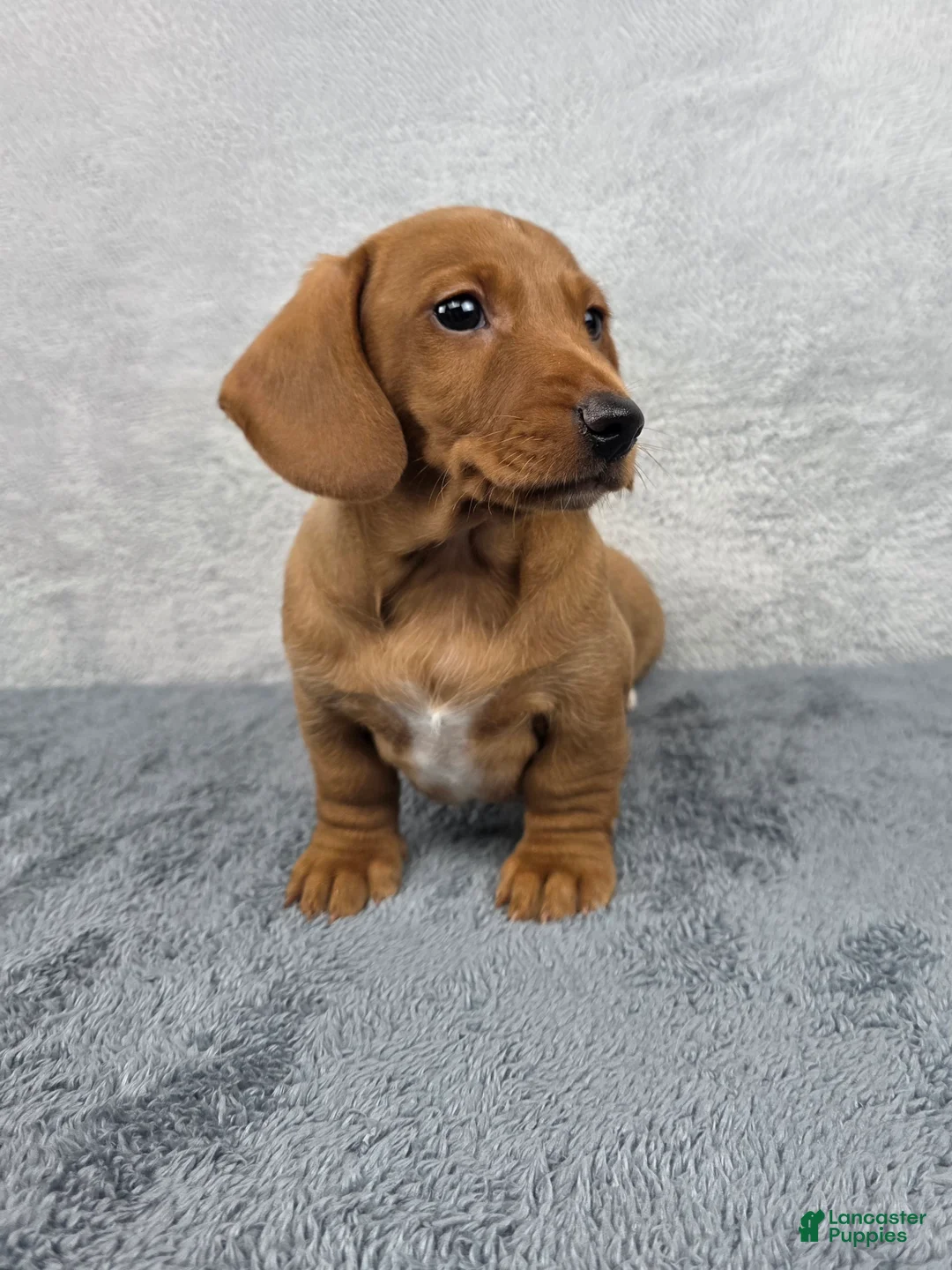Miniature Dachshund dogs for sale: Cooper - Ad 1