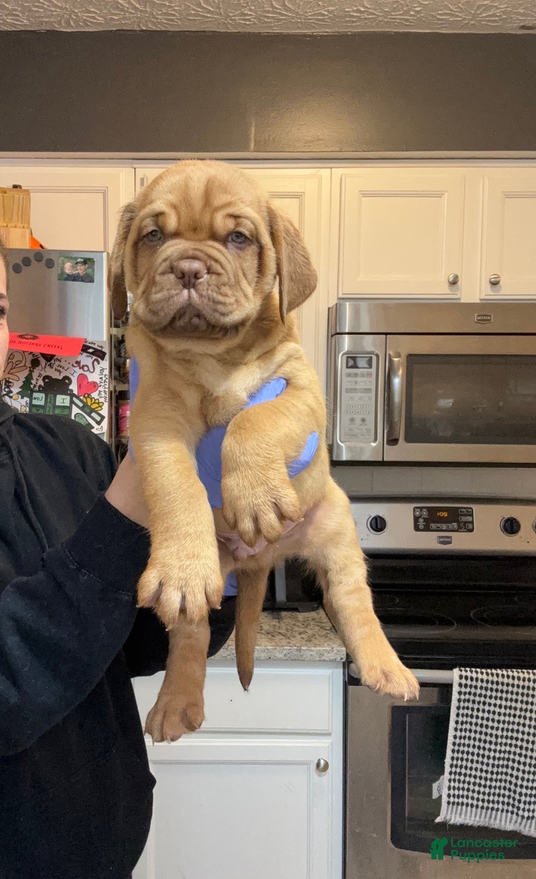 Dogue De Bordeaux dogs for sale: Dogue De Bordeaux Puppy 5 - Ad 14