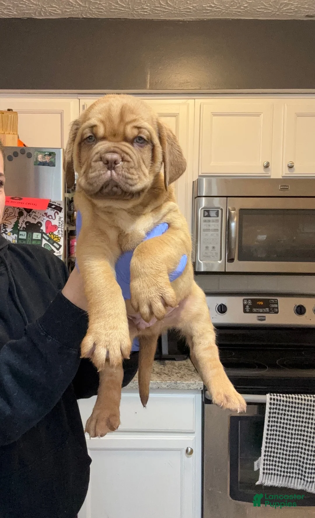 Dogue De Bordeaux dogs for sale: Dogue De Bordeaux Puppy 5 - Ad 22