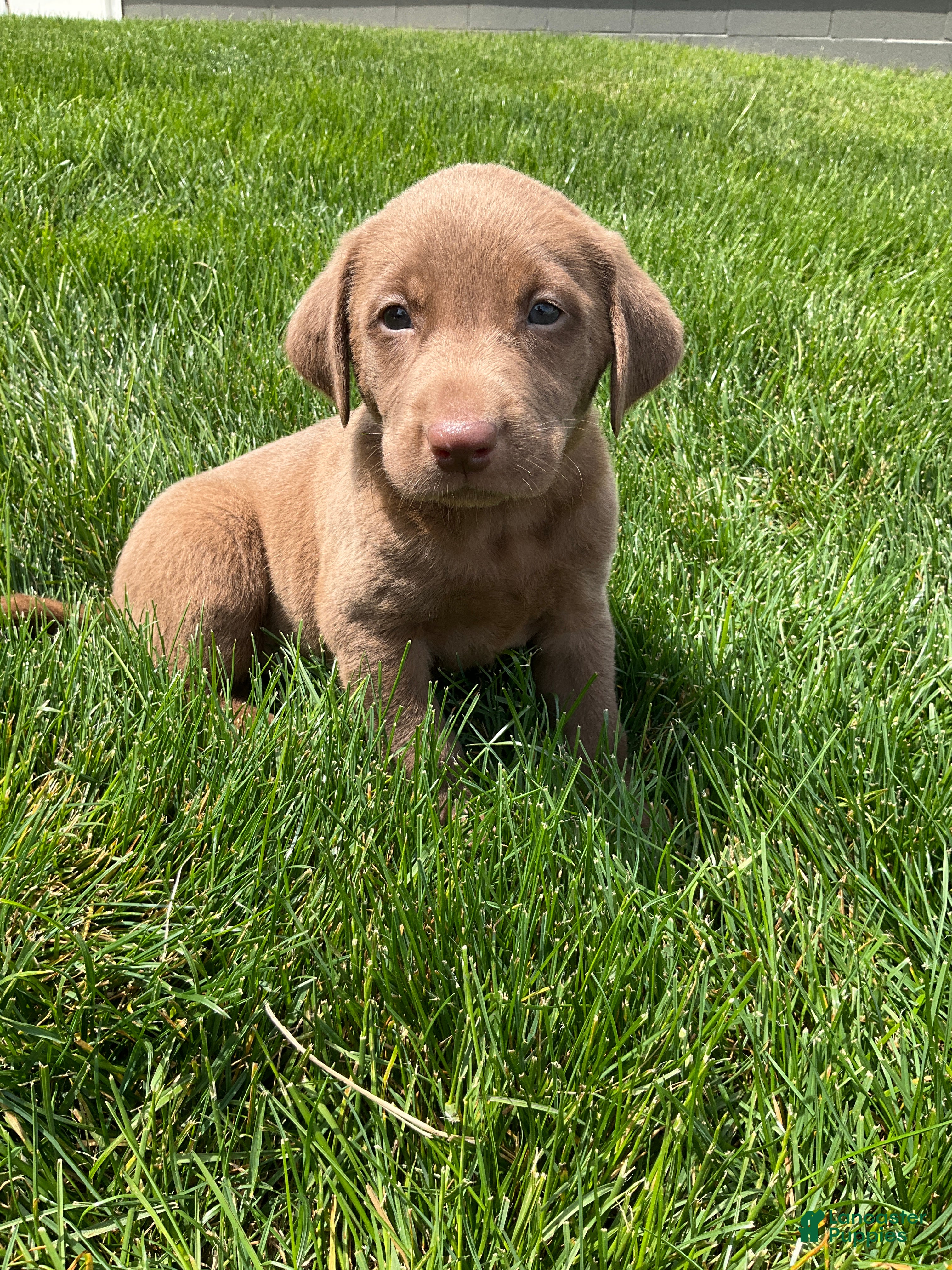 Labrador Retriever dogs for sale: Mason - Ad 1