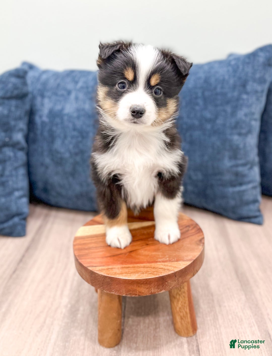 Miniature Australian Shepherd dogs for sale: Baxter - Ad 2