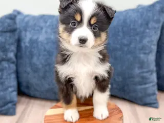 Miniature Australian Shepherd dogs Baxter - Ad 38