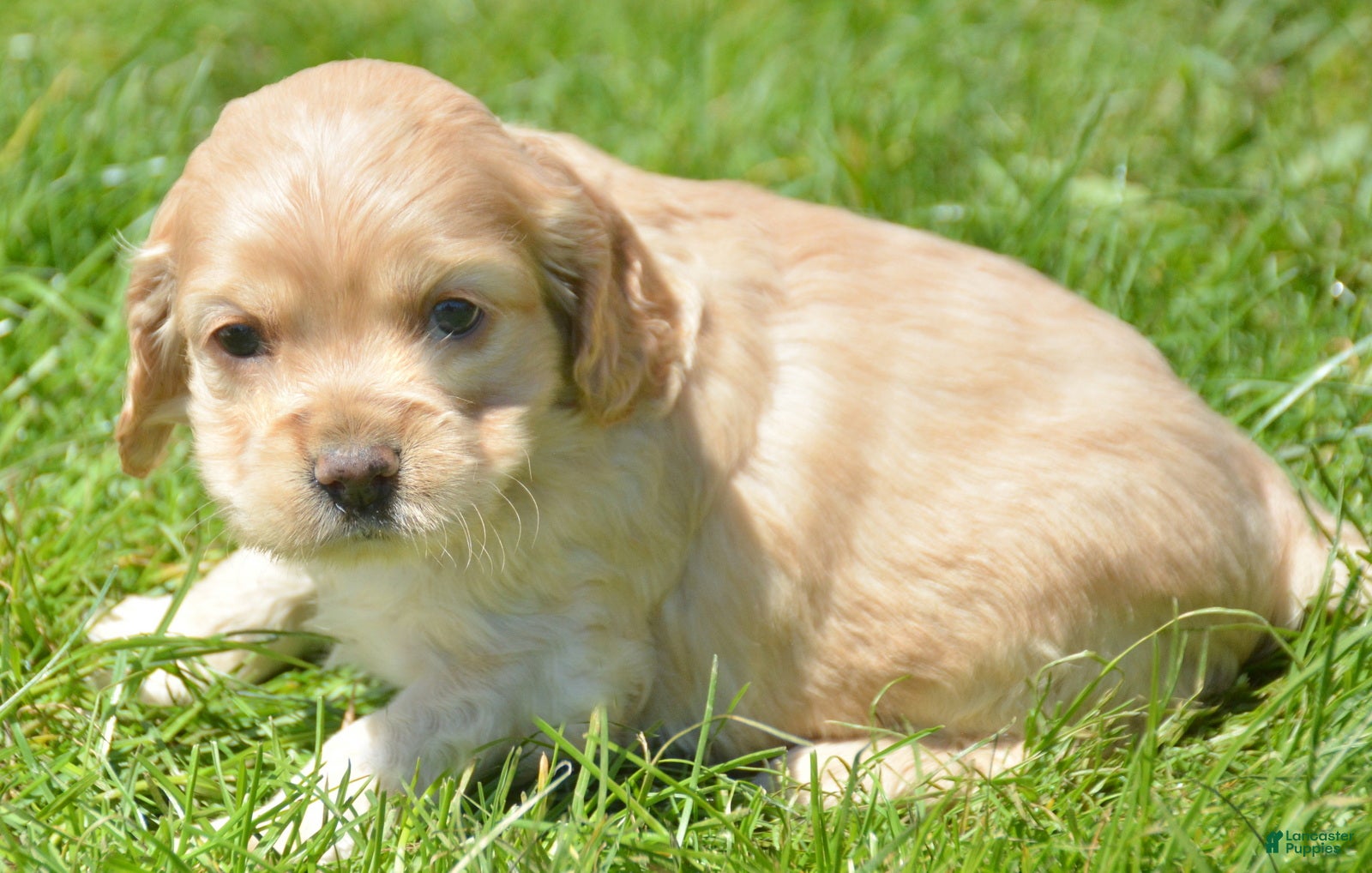 Cockapoo dogs Cockapoo Chrissy - Ad 30
