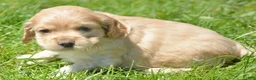 Cockapoo dogs for sale: Cockapoo Chrissy - Ad 2