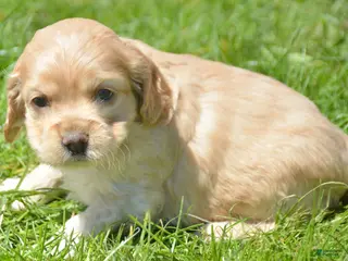 Cockapoo dogs Cockapoo Chrissy - Ad 30