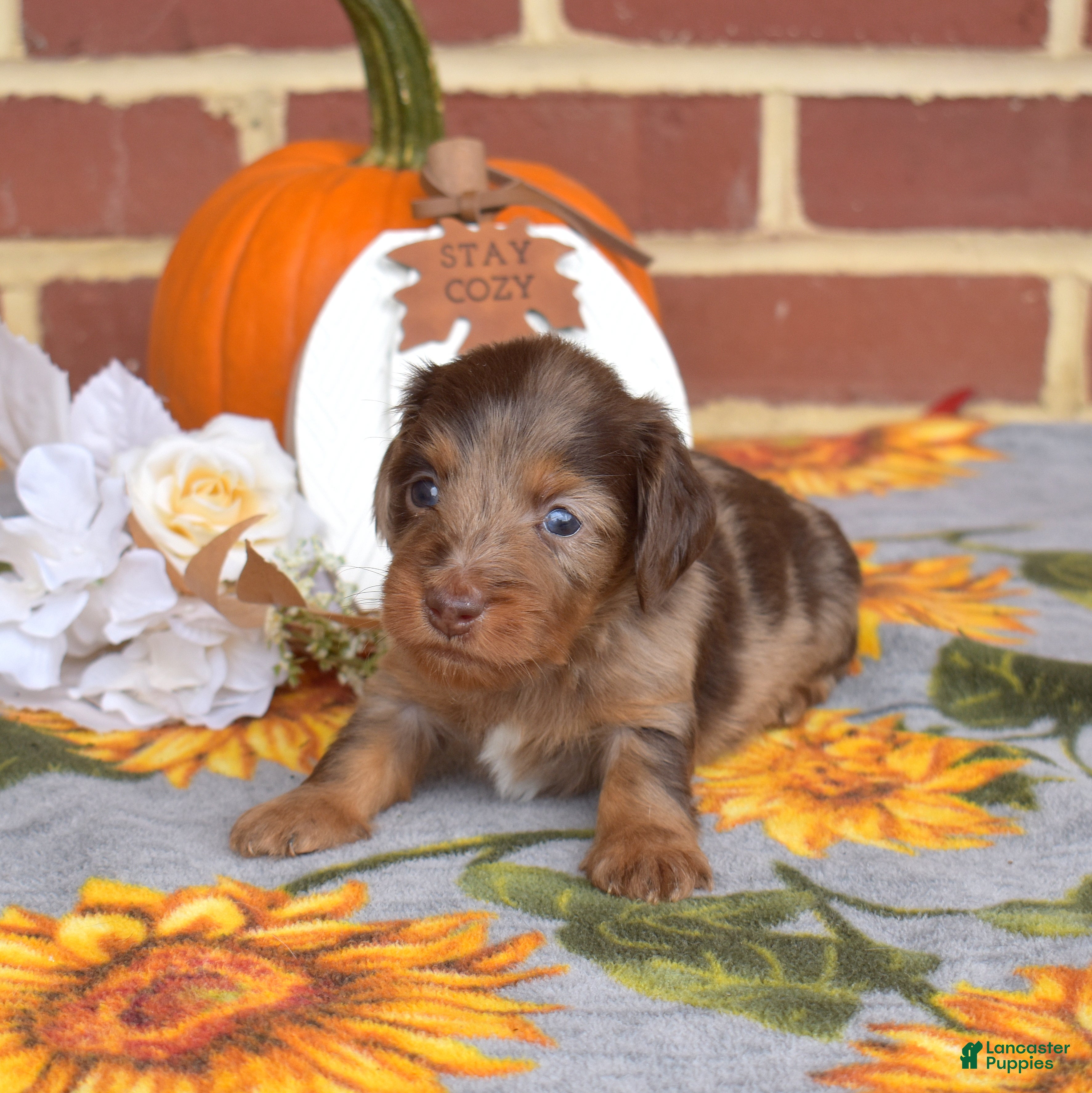 Miniature Dachshund dogs Truffle - Ad 2