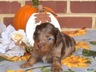 Miniature Dachshund dogs Truffle - Ad 2