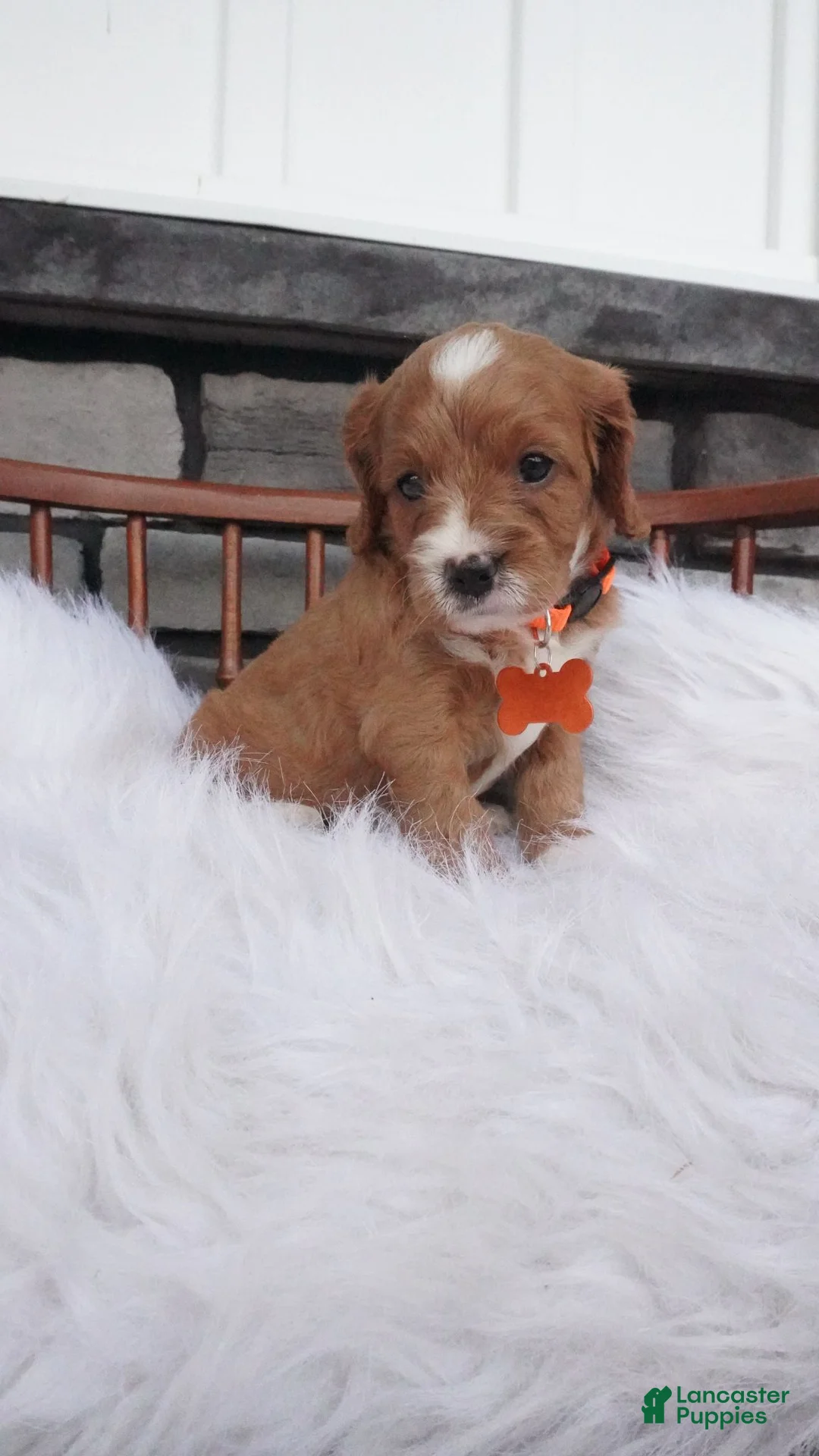 Cavapoo dogs for sale: Oscar  - Ad 2