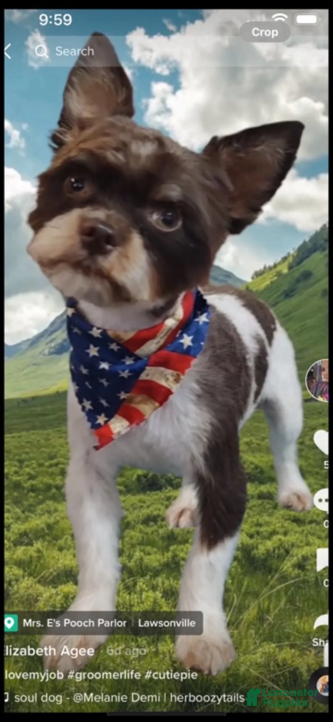 Yorkshire Terrier dogs for sale: Yorkshire Terrier Puppy 2 - Ad 6