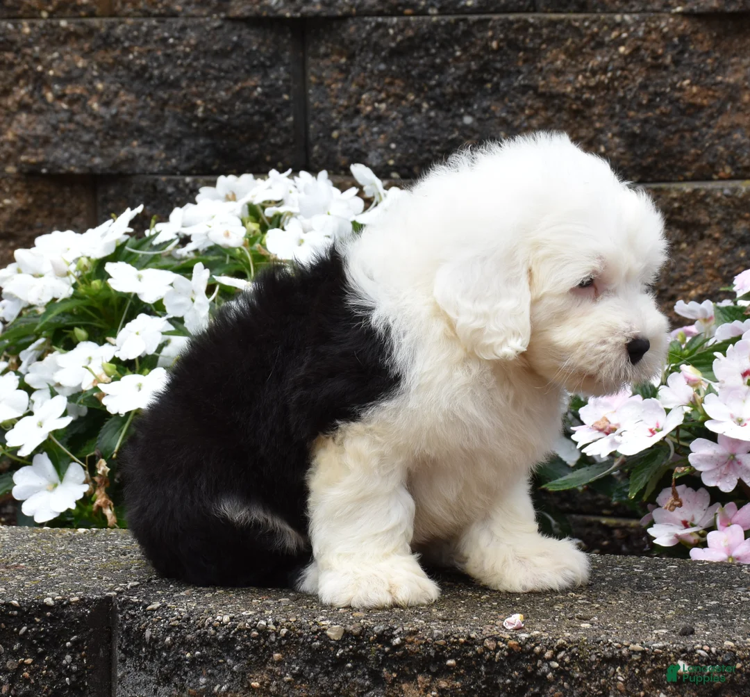 Old English Sheepdog dogs for sale: Mario - Ad 2