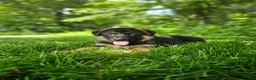 German Shepherd dogs for sale: Sammy - Ad 3