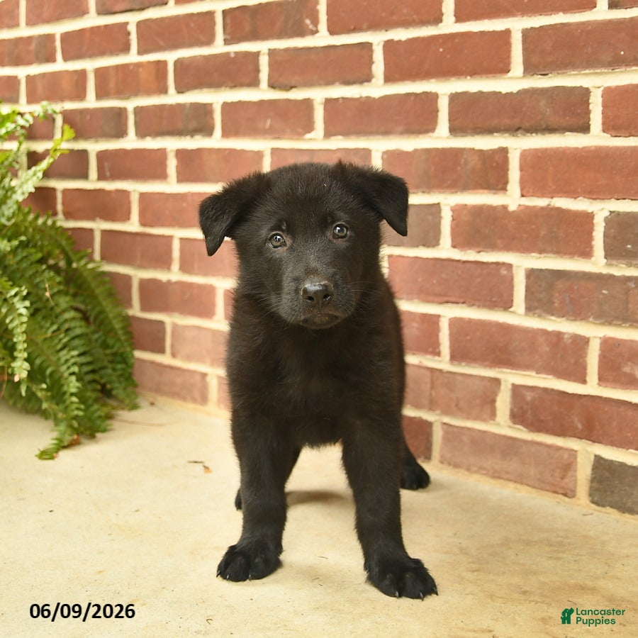German Shepherd dogs Bobby - Ad 1