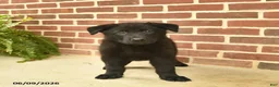 German Shepherd dogs for sale: Bobby - Ad 1