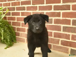 German Shepherd dogs for sale: Bobby - Ad 2