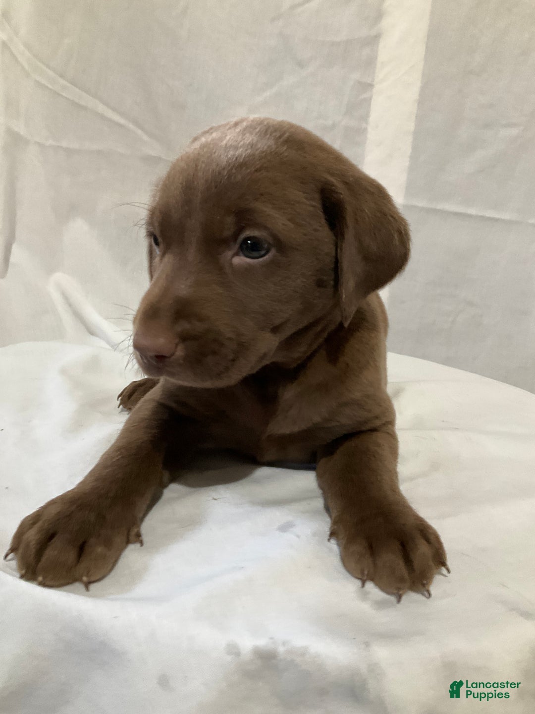 Labrador Retriever dogs for sale: Gracie - Ad 5