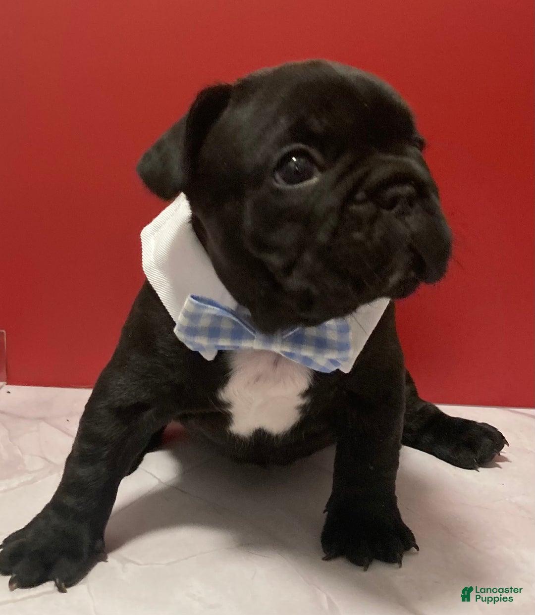 French Bulldog dogs for sale: Coal - Ad 2