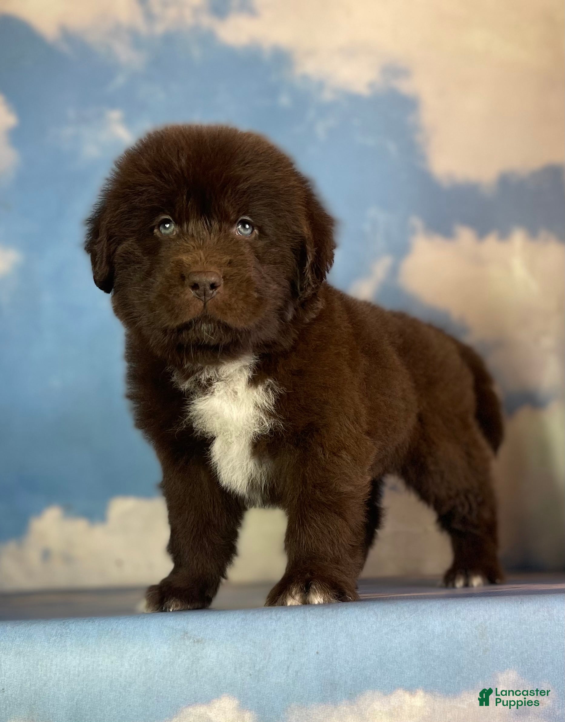 Emergency Vet The Cat Doctor New Hyde Park Pet Supplies Will Cats