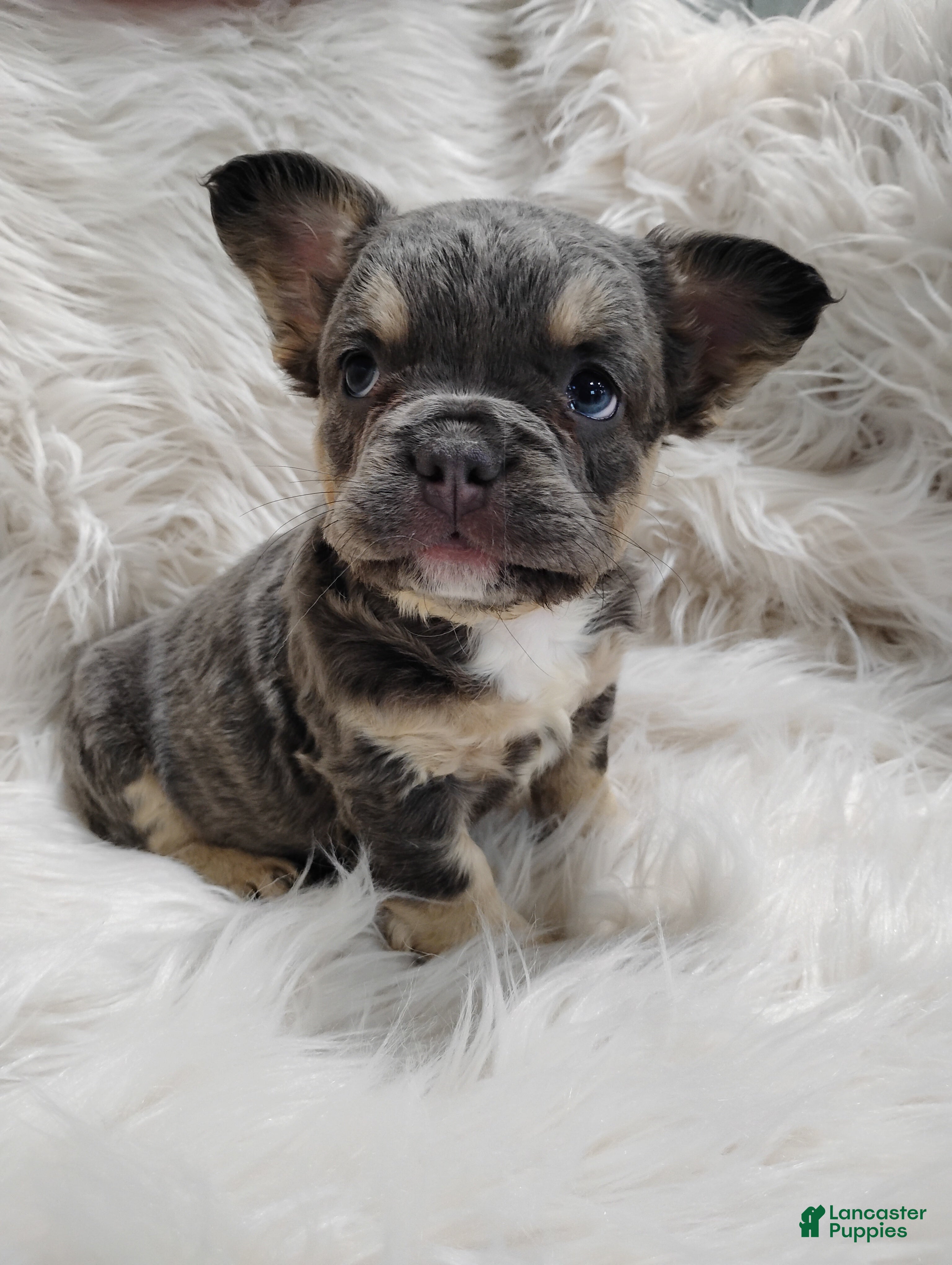 French Bulldog dogs Ellie  - Ad 2