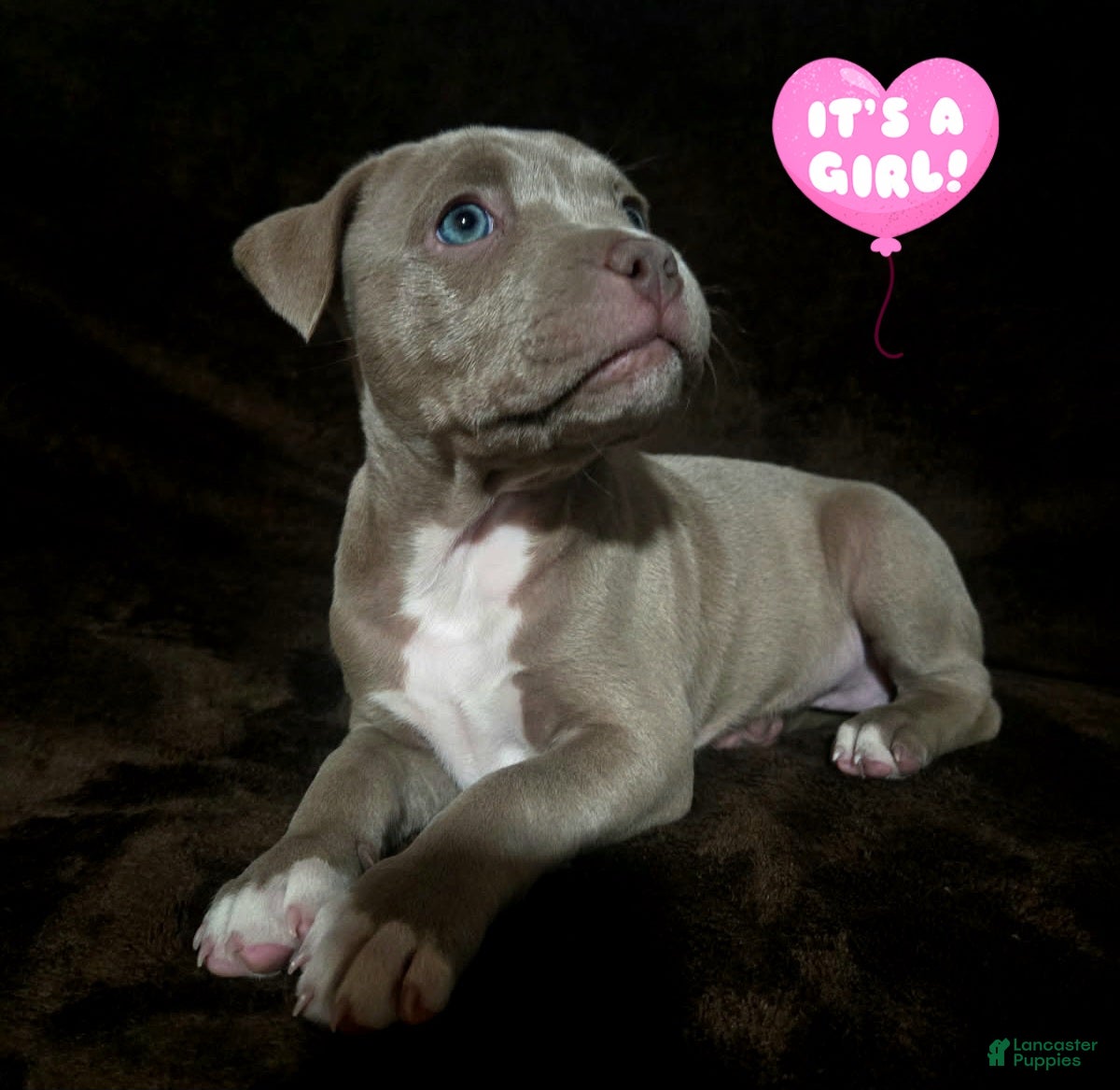 American Pit Bull Terrier dogs for sale: American Pit Bull Terrier Puppy 5 - Ad 1
