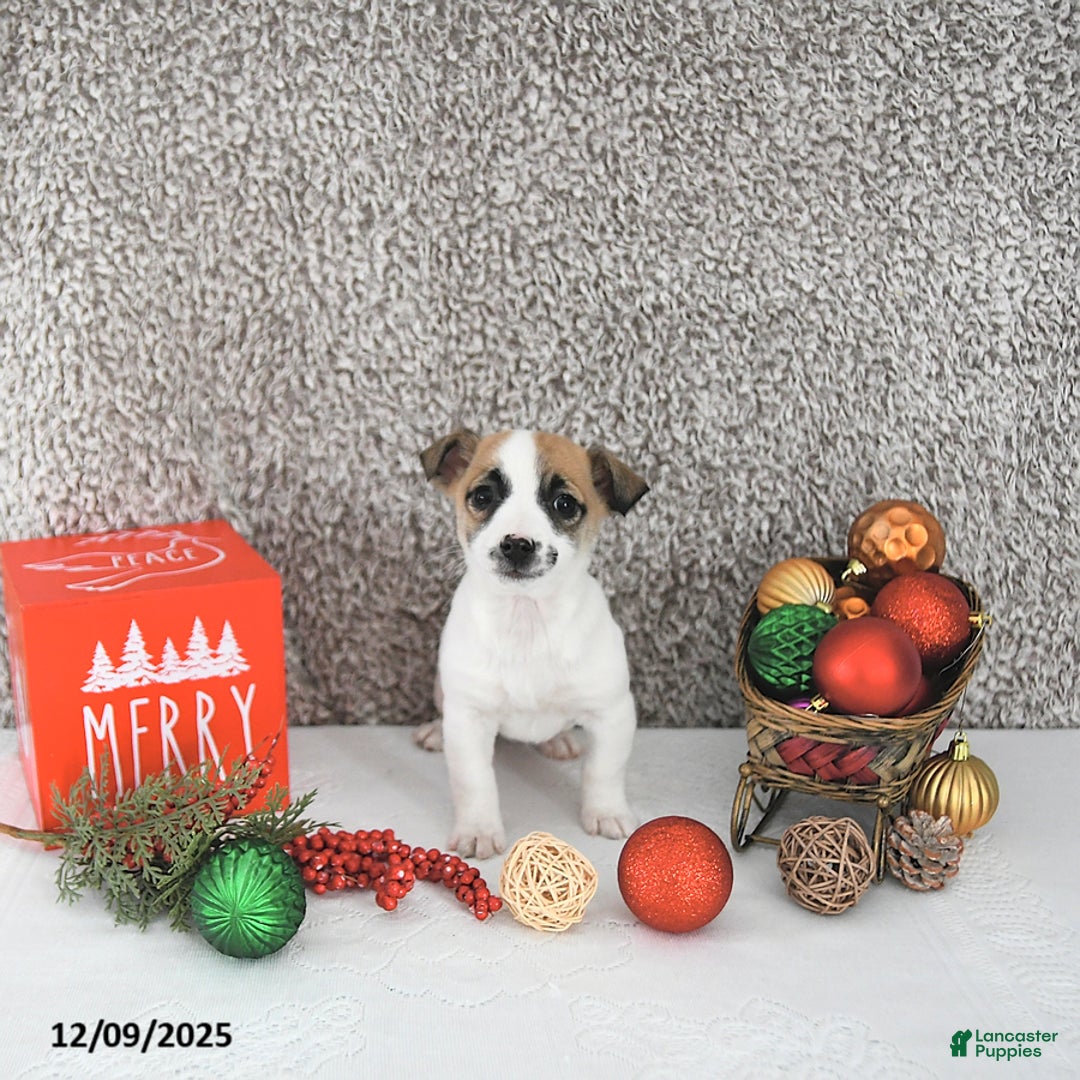 Jack Russell Terrier dogs for sale: Mikki - Ad 4