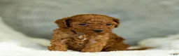 Toy Poodle dogs for sale: Gertie Toy Poodle  - Ad 4