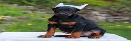 Doberman Pinscher dogs for sale: Addison  - Ad 2