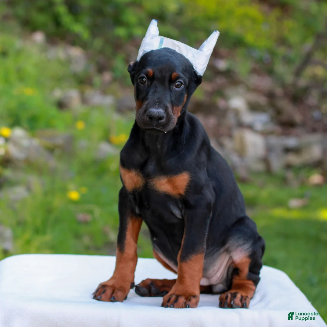 Doberman Pinscher dogs for sale: Addison  - Ad 2