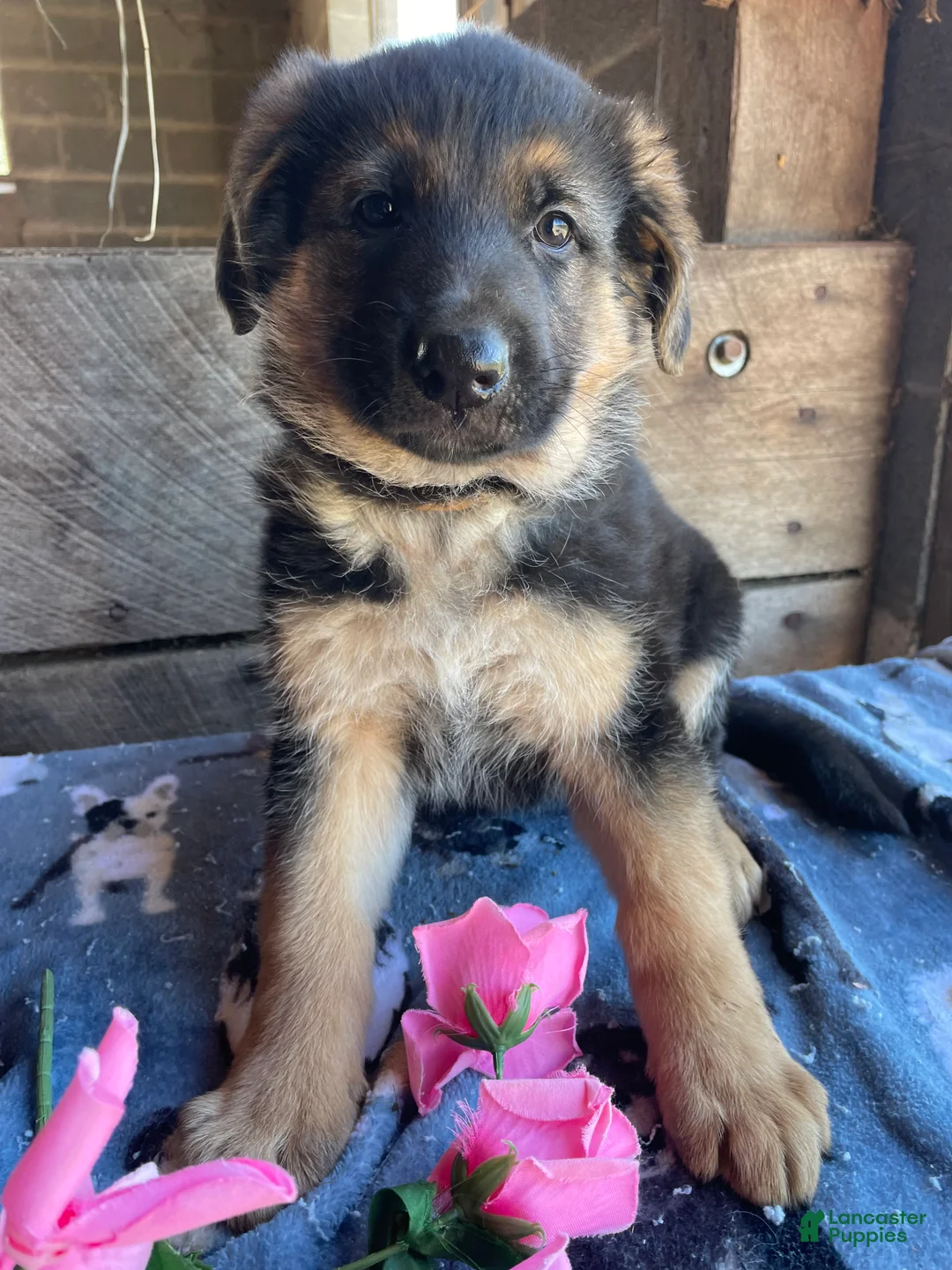 German Shepherd dogs for sale: Storm - Ad 4