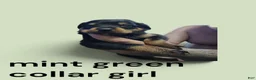 Rottweiler dogs for sale: Rottweiler 3 - Ad 8