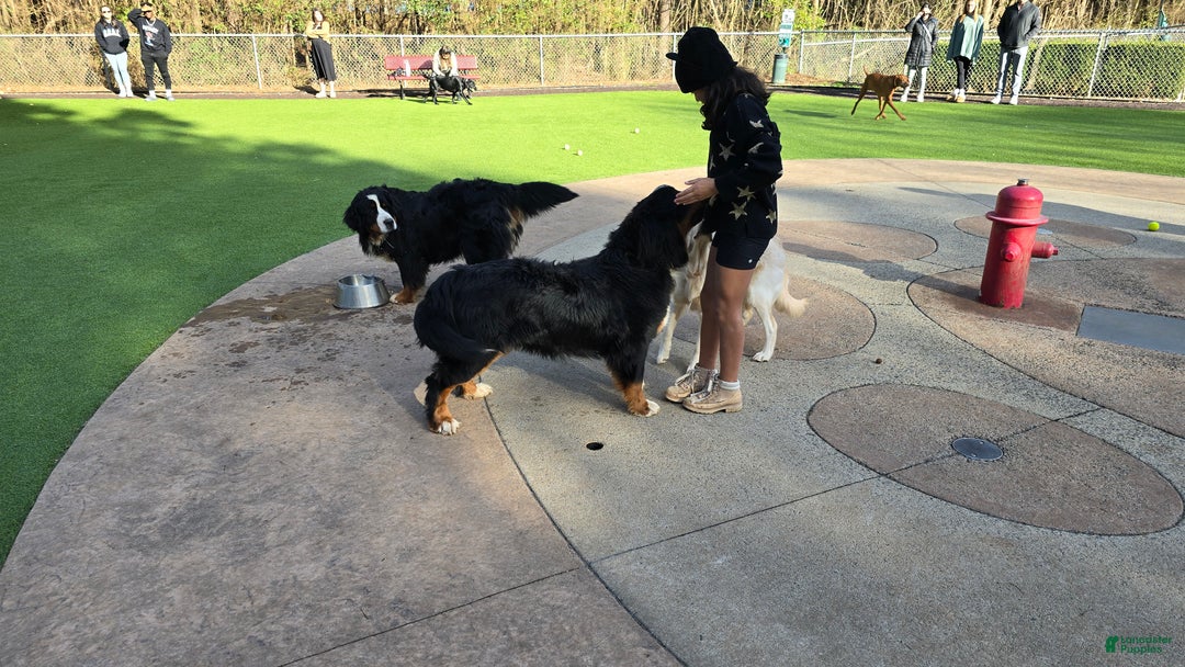 Bernese Mountain Dog dogs for stud: Marjan - imported bloodline - Ad 5