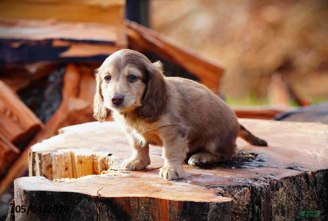 Miniature Dachshund dogs for sale: Dunkin - Ad 6