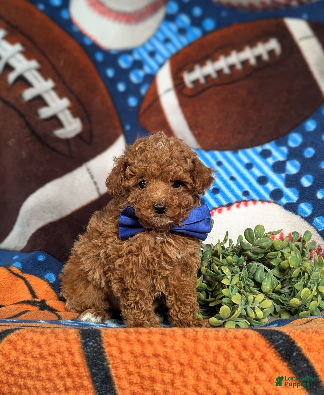 Toy Poodle dogs for sale: Crofton - Ad 2