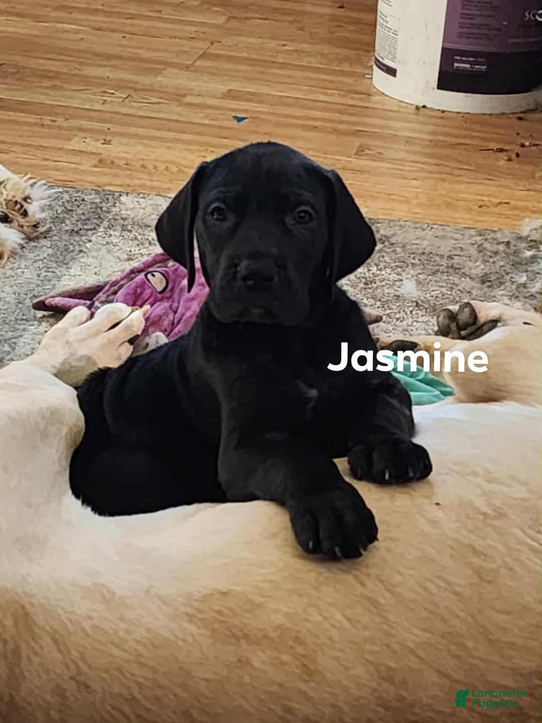 Great Dane dogs Princess Jasmine  - Ad 41