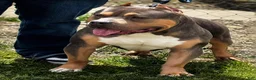 American Bully dogs for stud: Backyard Bulliez  - Ad 4