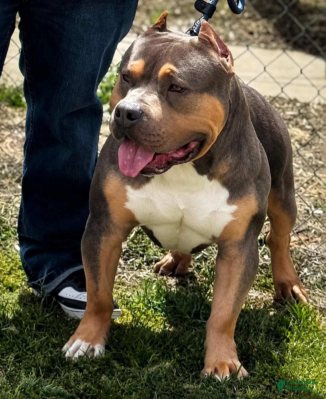 American Bully dogs for stud: Backyard Bulliez  - Ad 4