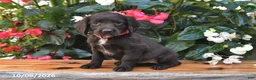 Cocker Spaniel dogs for sale: Ellieann - Ad 2
