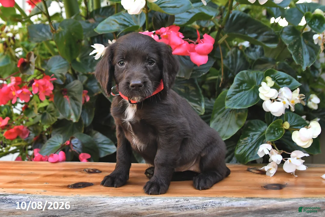 Cocker Spaniel dogs for sale: Ellieann - Ad 2