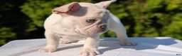 French Bulldog dogs for sale: Lando - Ad 5