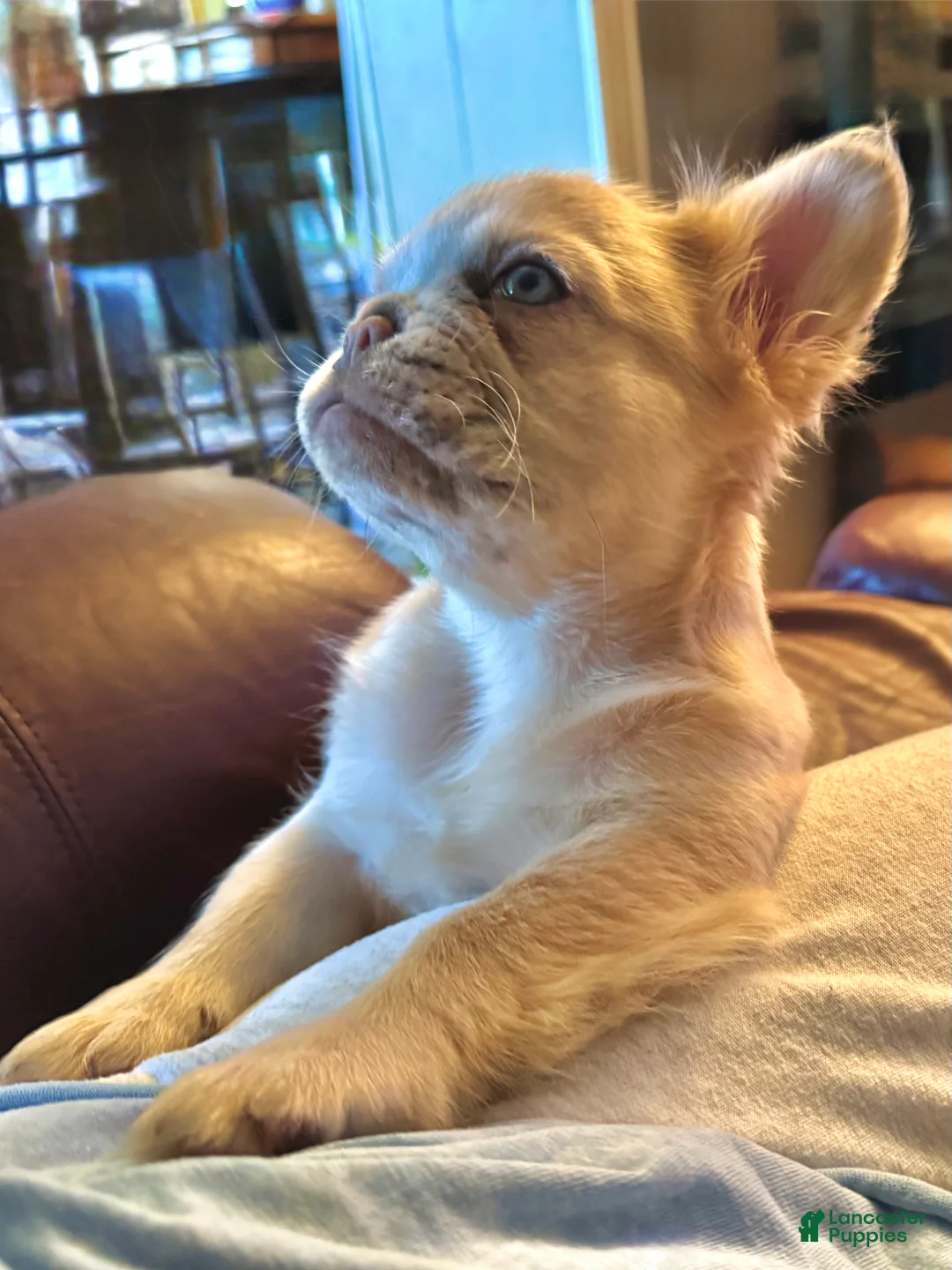French Bulldog dogs for sale: French Bulldog 1 - Ad 11